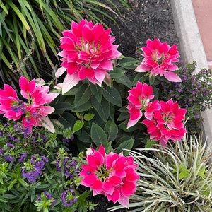 Meet your Posher, Carina